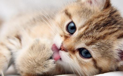 �����߲�����ǣ�è���γ���ʲô����������������