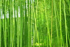 ֲ�����Ҫ����������������������